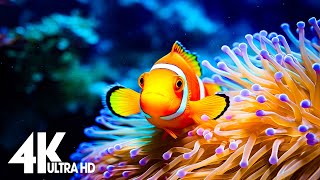 Aquarium 4K (ULTRA HD) - The world's most beautiful fishes and coral reefs with soothing music