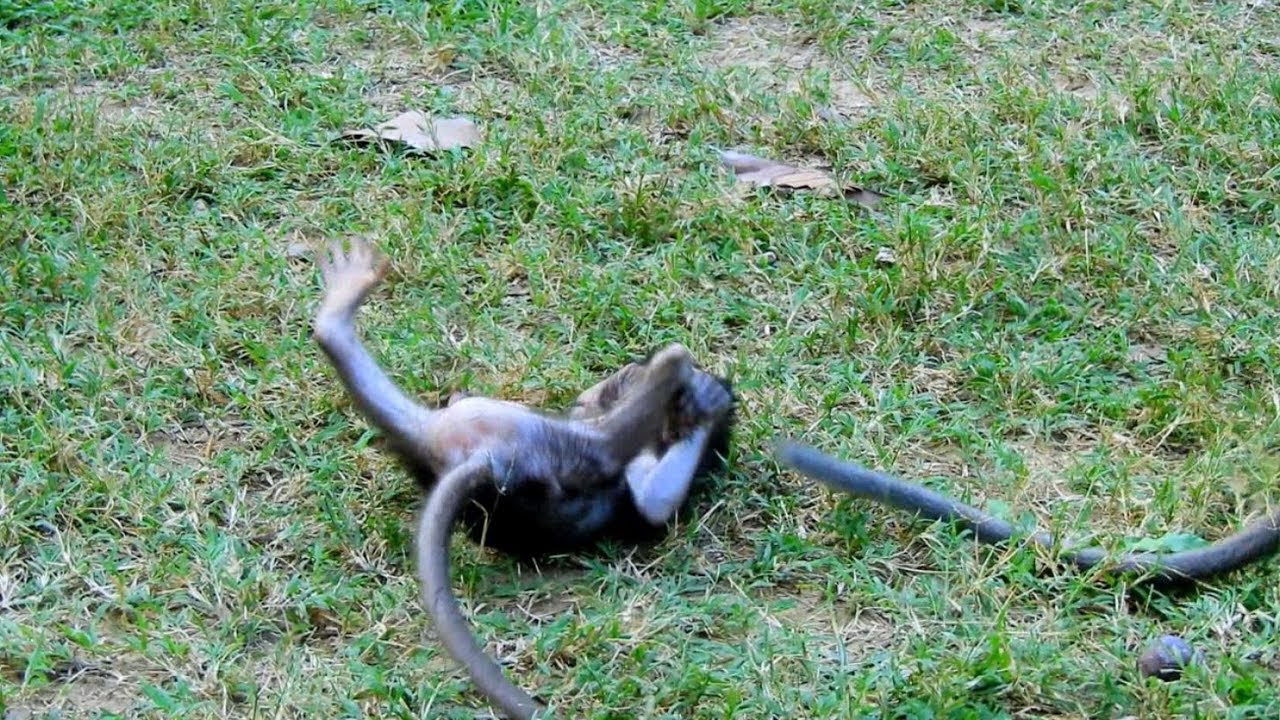 first foundry Oh MG Poor Baby Jumping Fail, Falling On The Ground/ Baby Timo Learns Doing This Repeatedly