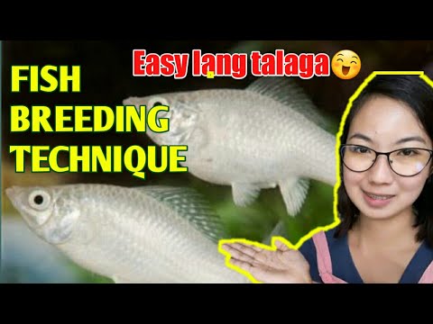 Easy fish breeding technique (Tagalog) | How to breed molly fish | Days with Abby