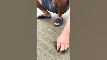 Bất Ngờ Bắt Tôm Tích Gặp Ốc Mỡ #shorts