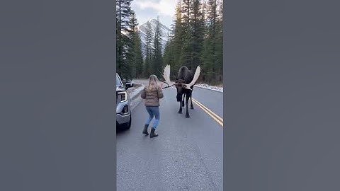 NEVER Hand-Feed a BULL MOOSE! 💀🥕