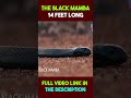 The Black Mamba #facts #shorts