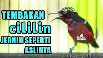 TEMBAKAN CILILIN JERNIH COCOK UNTUK PANCINGAN DAN MASTERING KOLIBRI NINJA KONIN GACOR FULL ISIAN