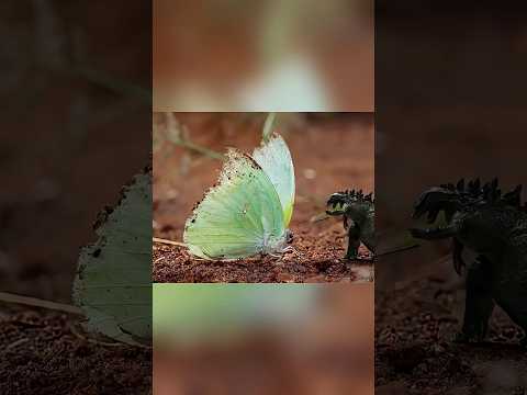 كارثة غامضة حولت جودزيلا إلي اصغر مخلوق علي الارض