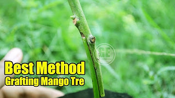 A Good Method Grafting Mango Tree 100% Showing Result