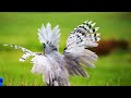 Amazewing facts about the kagu for kids