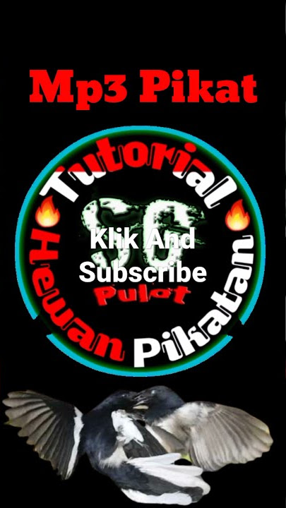 Suara Pikat Kacer Tarun9