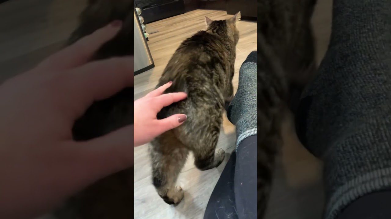 Did YOU know this ODD cat fact? 🤯 