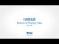 Inner Ear Anatomy: Semicircular Canals, Cochlea, and Organ of Corti Explained