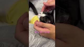 気持ちええわ　#ねこ #cat #猫のいる暮らし #shorts