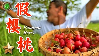 野味66集 | 南美假櫻桃 | 午後時光 | Panama Berry | 萍哥Pinger