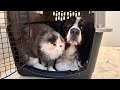 急激に元気がなくなった老犬バーニーズが引き篭もりました