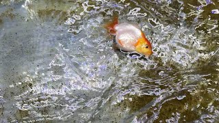 Drowning my goldfish