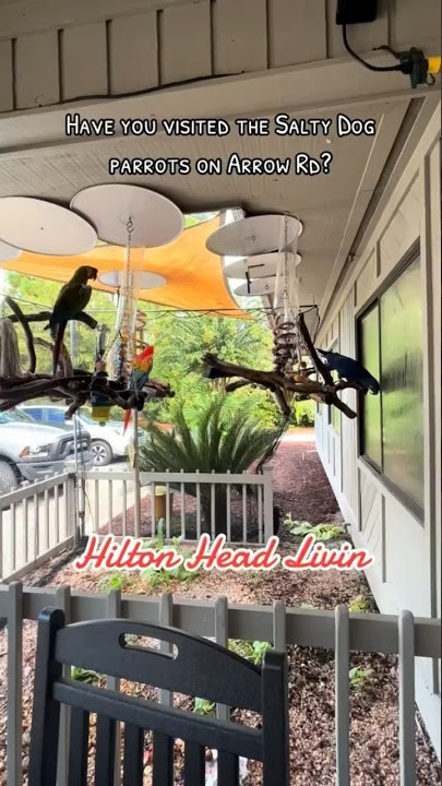 Salty Dog Parrots #hiltonheadisland