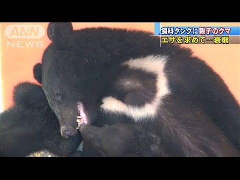 飼料タンクに親子クマ 4日間閉じ込められ 衰弱 19 07 18 Youtube