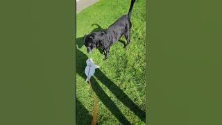 Tofu has a New Friend! 🐶🎵 Playful - Comedy Capers #bichon #bichonfrise #puppy #강아지 #bichonlove #cute