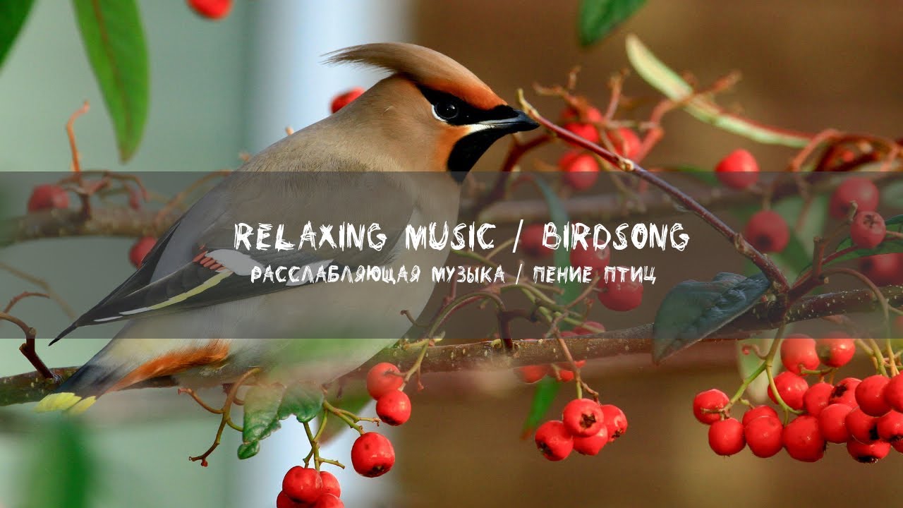 Слушать музыку птицы релакс. Расслабляющая музыка с пением птиц. Музыка с птичками релакс.