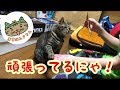 猫がオヤツのために頑張る姿がかわいい（スッキリ編)【唐草猫ムタさん】
