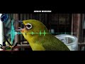 Suara Masteran Burung Pleci Dijamin Gacor Mp3 - Mp4 Download