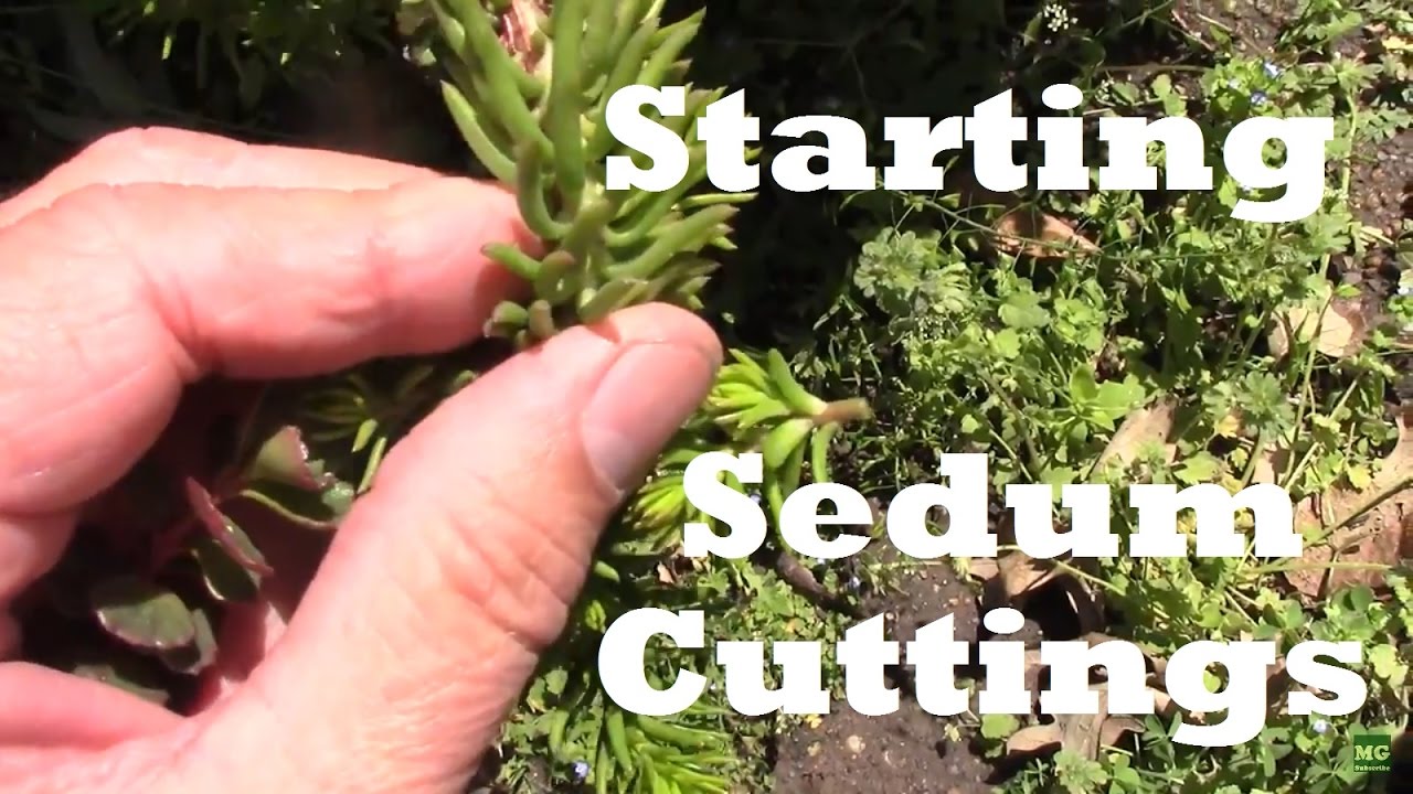 Starting Sedum From Cuttings It Really Is This Easy Youtube