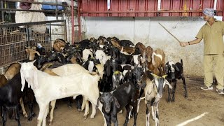 Most Popular Goat Market 🐐 In Hyderabad Amberpet Kachiguda kamela  | All Type Foods Vlog Channel by All Type Foods Vlog Channel 11,167 views 1 year ago 11 minutes, 12 seconds