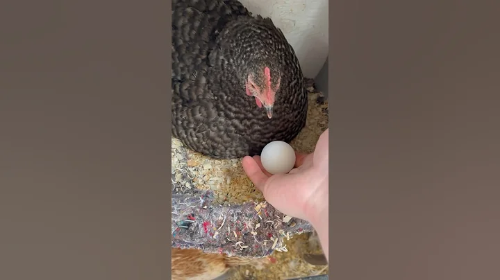 Day 3 of giving random things to my broody hen #shorts #chickens #farm #funny #cute #animals #eggs - DayDayNews