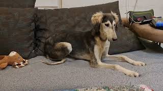 Persian greyhound puppy in baadpasalukikennel by Persian greyhound Saluki 17 views 3 months ago 10 seconds