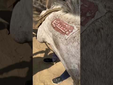 طريقه ختم الحصان