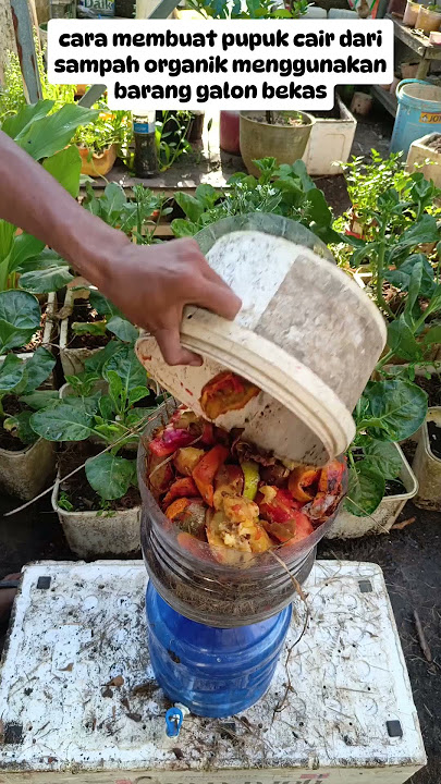 cara mendapatkan air Lindi atau pupuk organik cair#shorst #farming #caramerawattanaman
