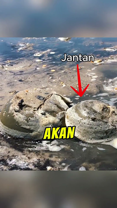 Belangkas: Dari Pantai ke Pinggan, Dari Darah ke Dunia Perubatan