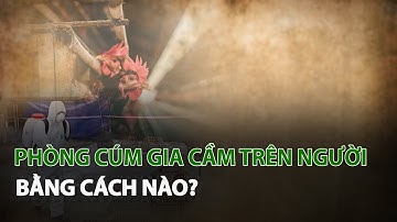 Phòng Cúm Gia Cầm trên người bằng cách nào?| VTC14