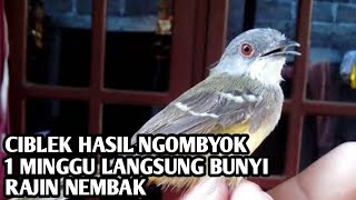 CARA AGAR CIBLEK BAHAN CEPAT BUNYI NEMBAK