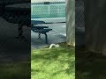 white squirrel spotted in Lexington sc #can white squirrel be a pet