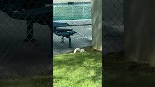 white squirrel spotted in Lexington sc #can white squirrel be a pet