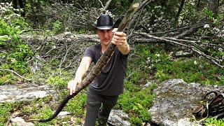 We Found 30 Timber Rattlesnakes 2025 Myths, Facts & Hunting Guide Educational Look In Pennsylvania
