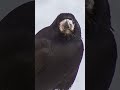 The playful corvids #shorts