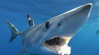 Mako Shark Evolutions: A Guy Harvey Expedition