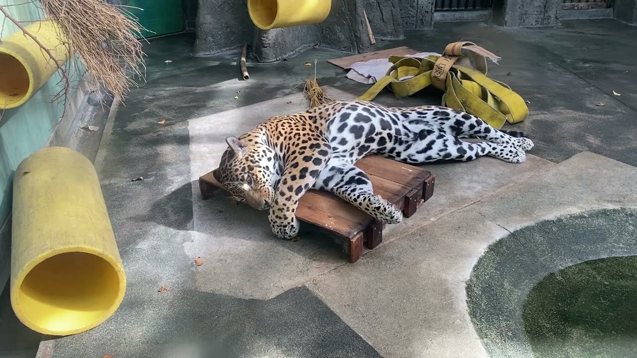 最近のアナグマ・タヌキ・ジャガー | 地方独立行政法人天王寺動物園