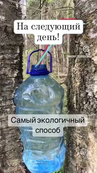 Самы бережный способ добычи березового сока! - YouTube