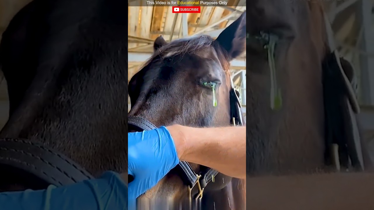 Why Horses Cry Like Humans! 😢||@The_mabhus #shorts
