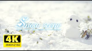 南国に降る雪「4K」