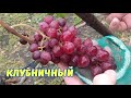 Новые сортоформы. Клубничный.