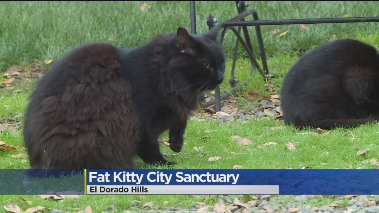 Cat Santuary In El Dorado Hills Asking For Food Donations YouTube