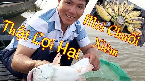 Giăng Câu Mồi Chuối Xiêm Mà Dính Cá Đầy Rộng /Sông Nước Miền Tây / Kiềm Rapper #23