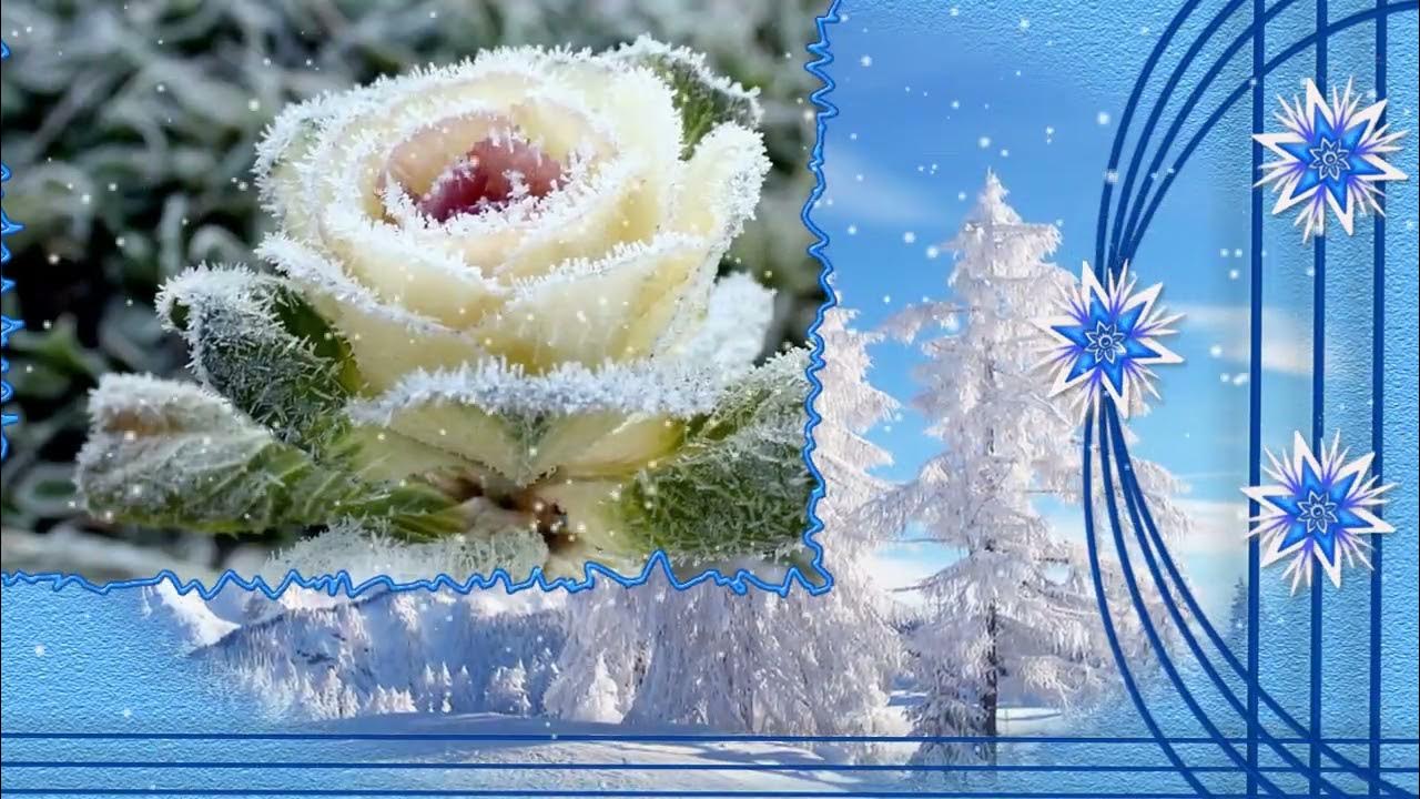 Розы на снегу - YouTube