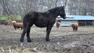 In vizita la ferma lui Vicente de la Suciu de Jos, Maramures