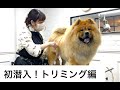 【カットされるチャウチャウ】トリミング編