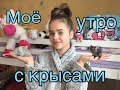 Моё утро с крысами🐀❤️| Супер Лапки