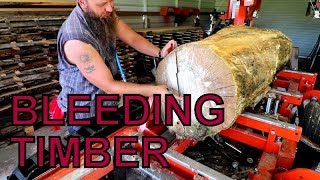 HARVESTING A TREE THAT BLEEDS ON THE SAWMILL!