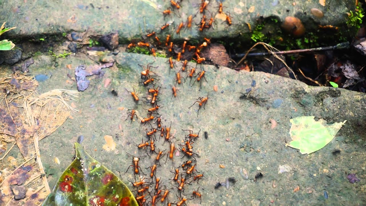 Peruvian Amazon Rainforest Red Fire Ants Youtube